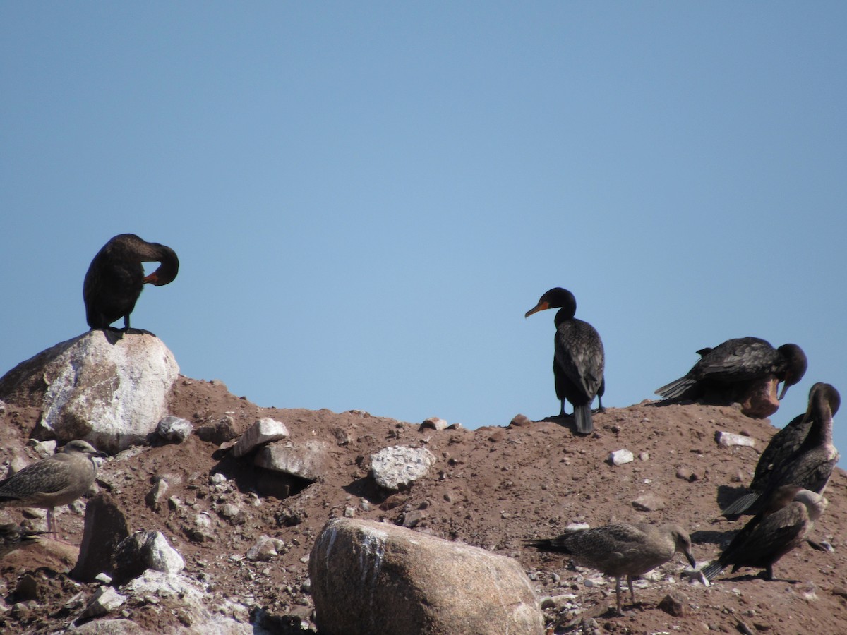 Double-crested Cormorant - Lewnanny Richardson