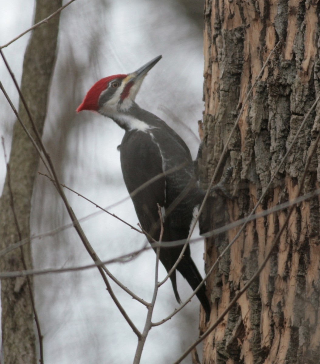 Pileated Woodpecker - Nick  Lund