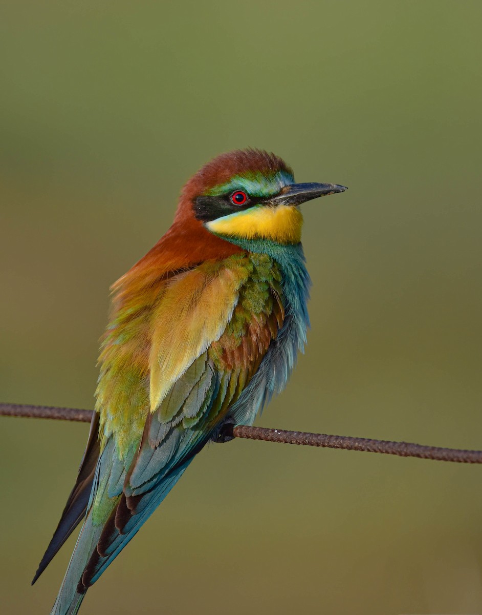 European Bee-eater - ML447034661