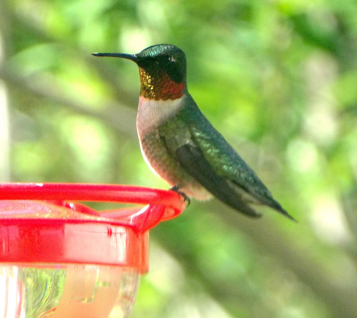 Ruby-throated Hummingbird - ML447035941