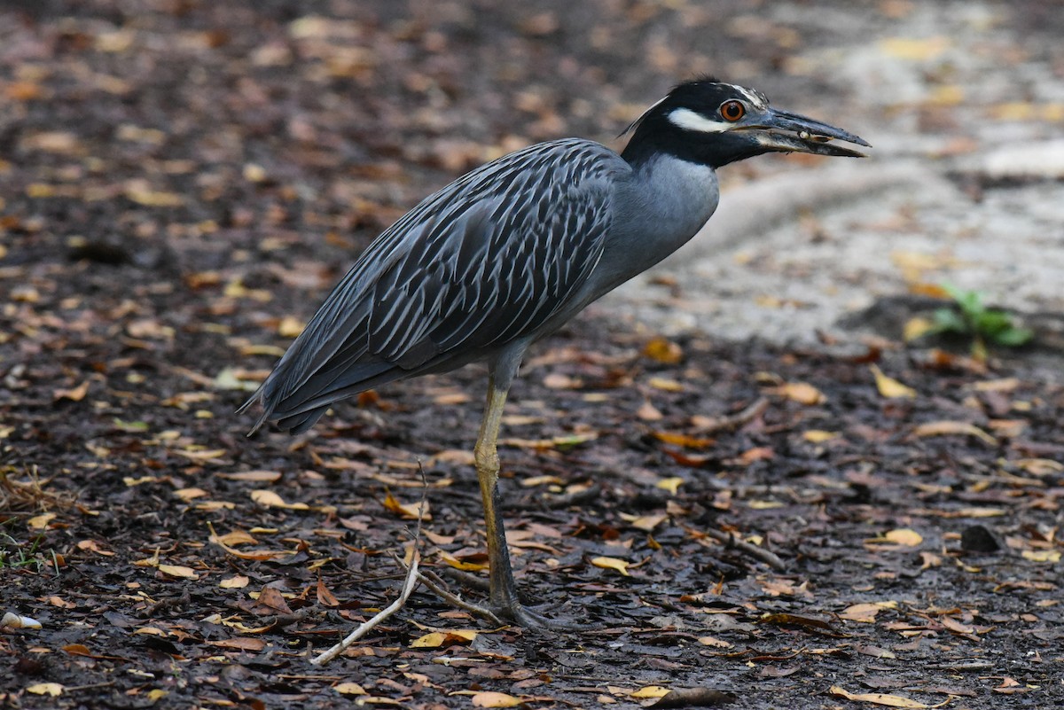 Yellow-crowned Night Heron - Mike Charest
