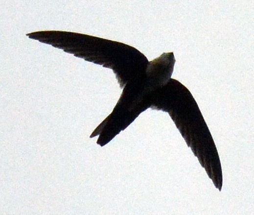 White-throated Swift - ML447044721