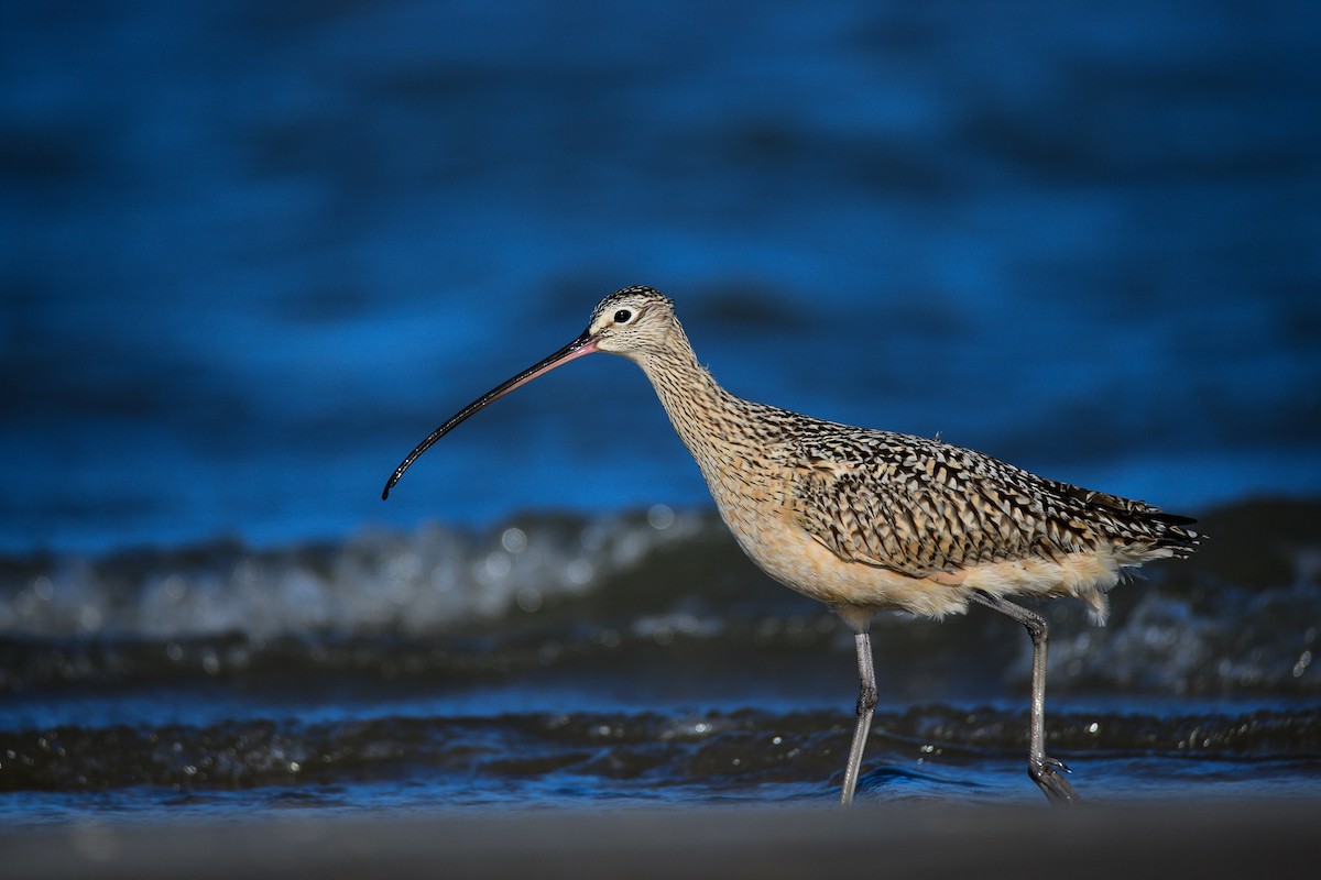 Long-billed Curlew - ML447045201