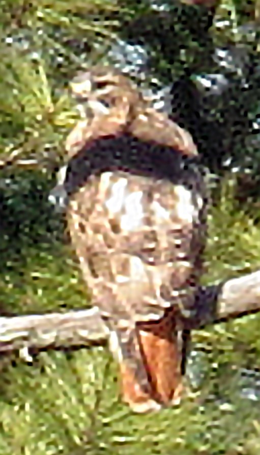 Red-tailed Hawk - ML447067881