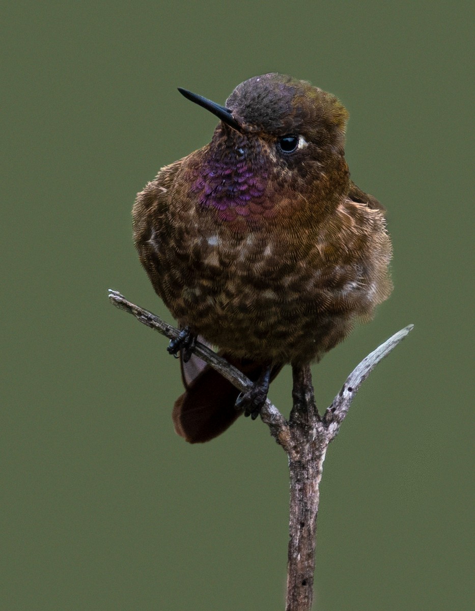 Violet-throated Metaltail - ML447071551