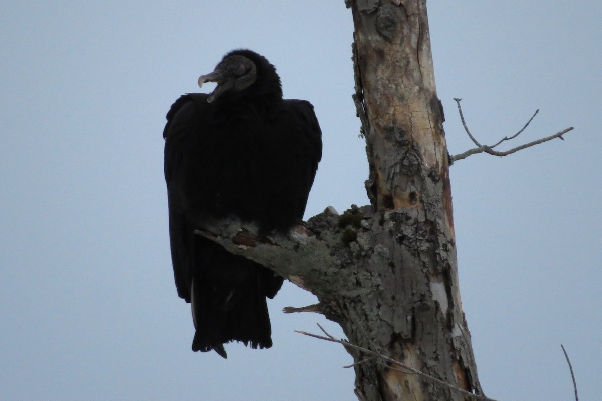 Black Vulture - Josh Fecteau