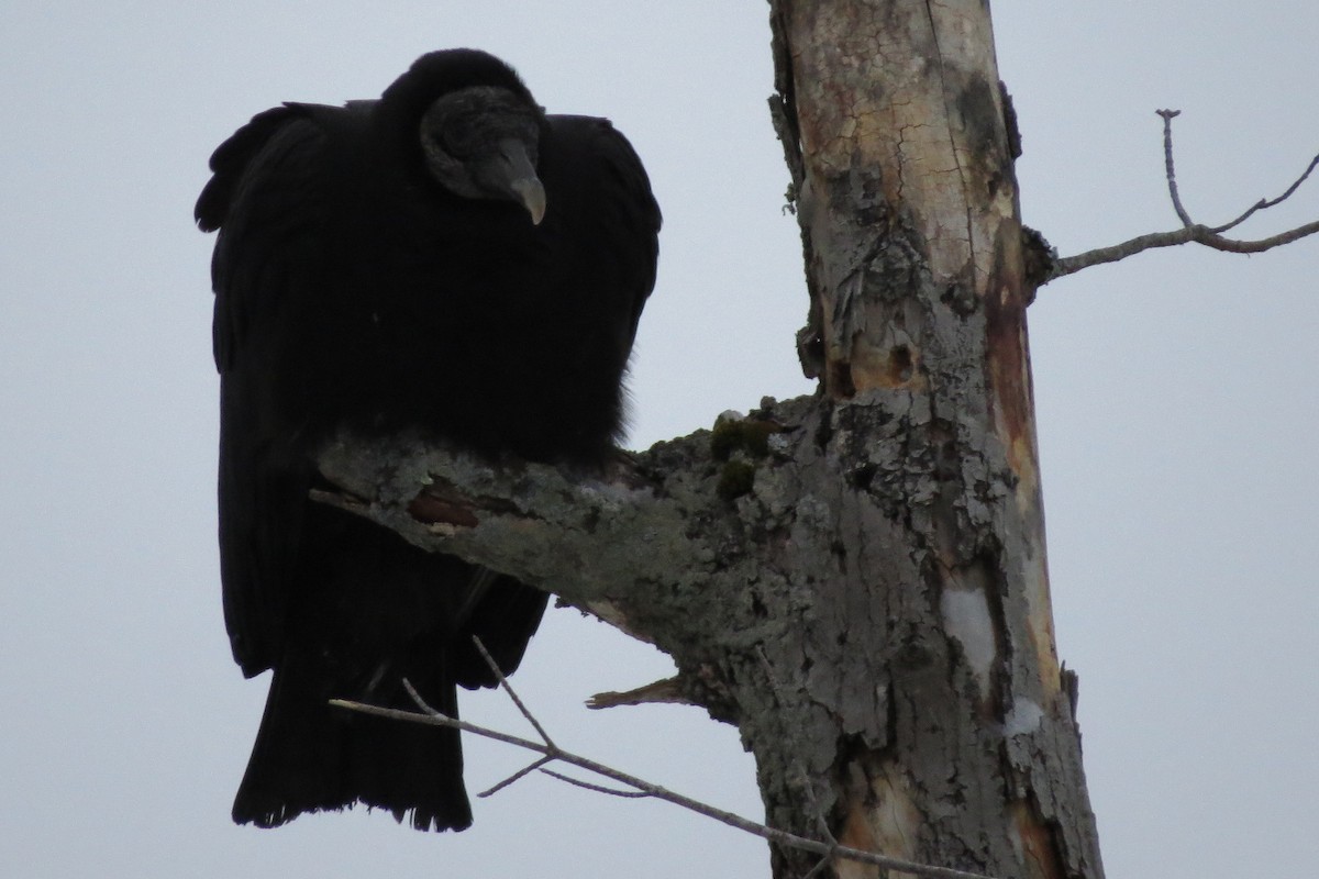 Black Vulture - Josh Fecteau