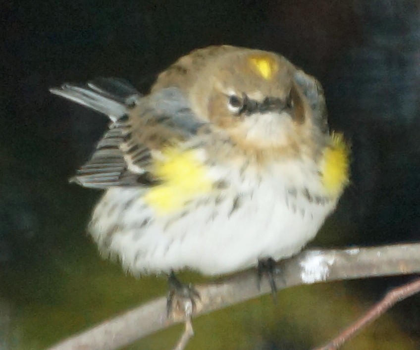 Yellow-rumped Warbler - David Moore