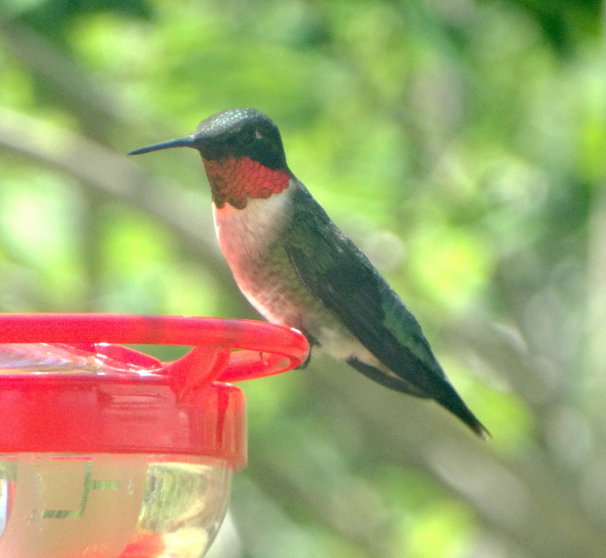 Ruby-throated Hummingbird - ML447080061