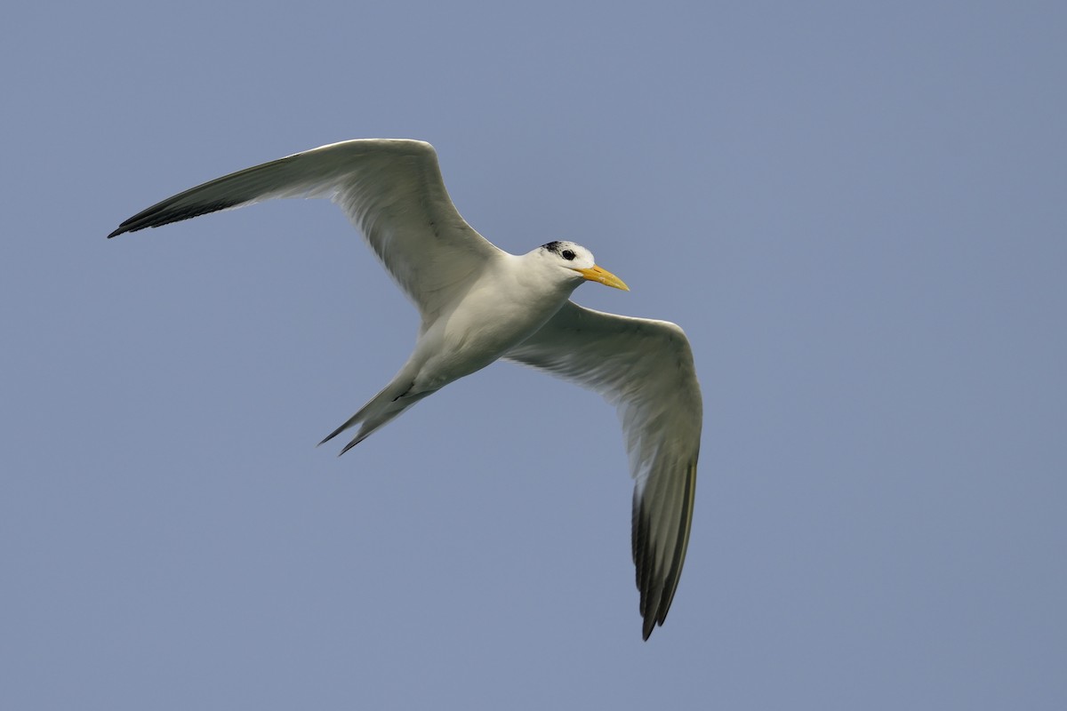 West African Crested Tern - ML447086611