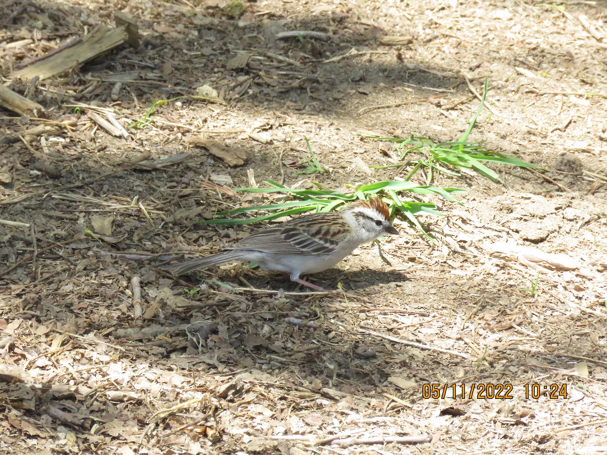 Chipping Sparrow - ML447086981