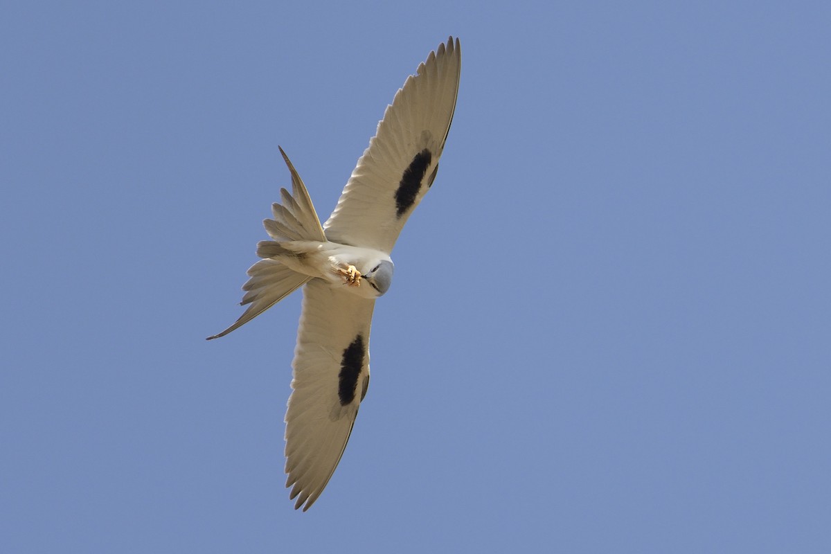 Scissor-tailed Kite - ML447090721
