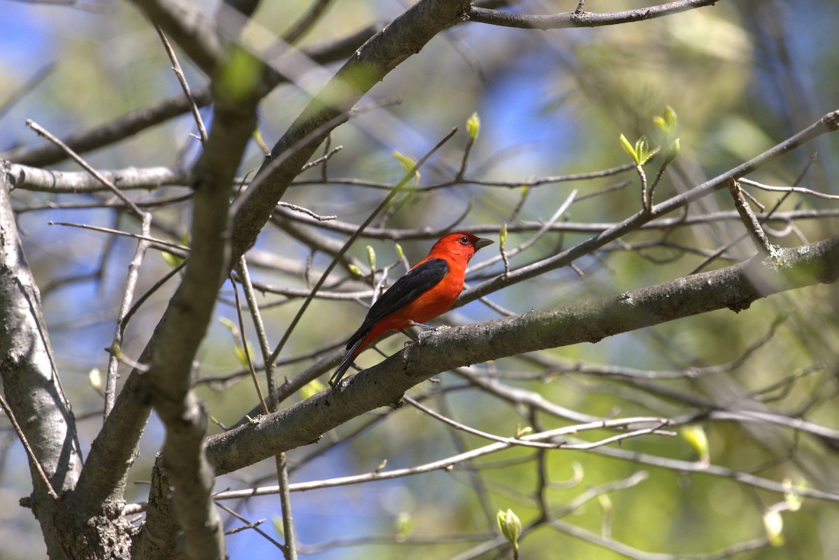 Scarlet Tanager - ML447093221