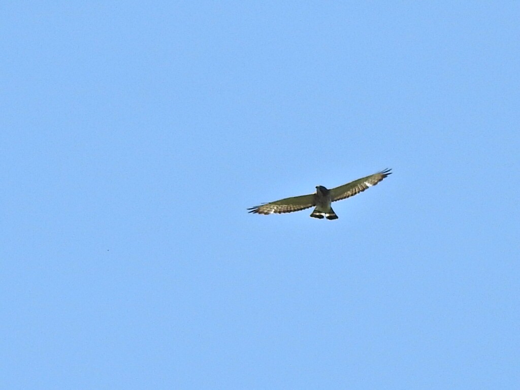 Broad-winged Hawk - ML447095681