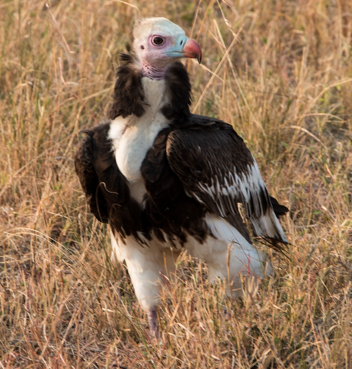 White-headed Vulture - ML44709701