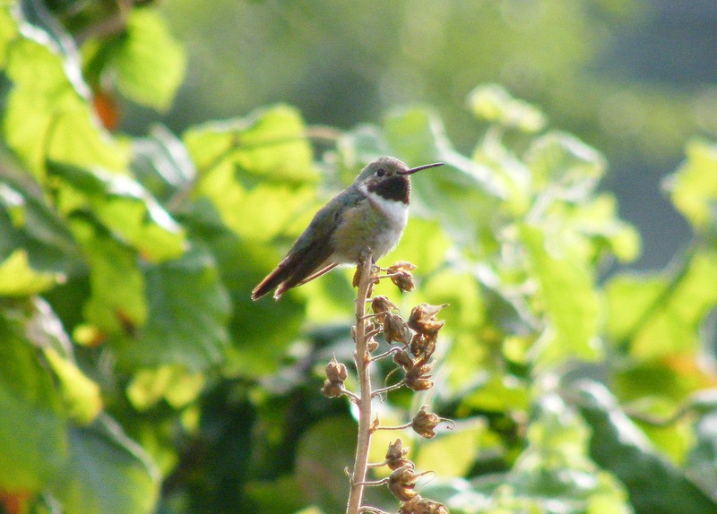 Broad-tailed Hummingbird - Jeff Harding