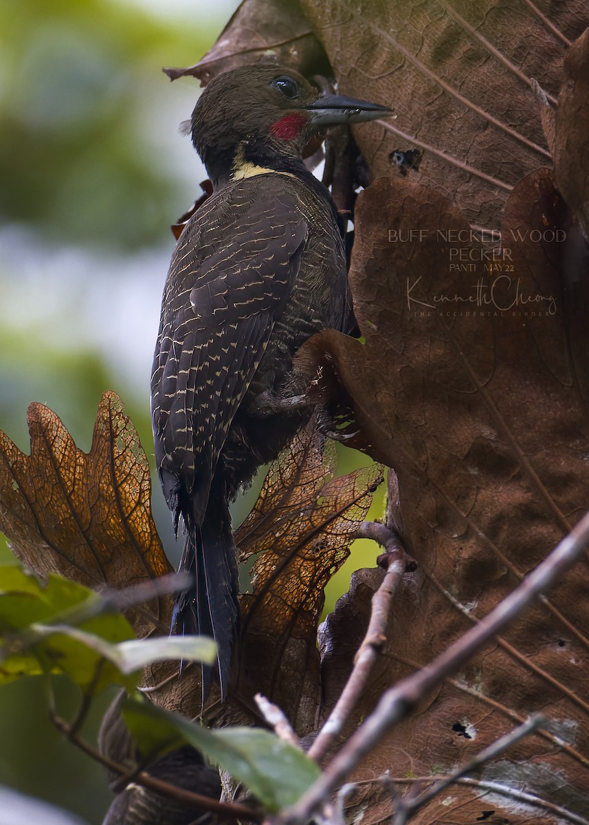 Buff-necked Woodpecker - ML447102451