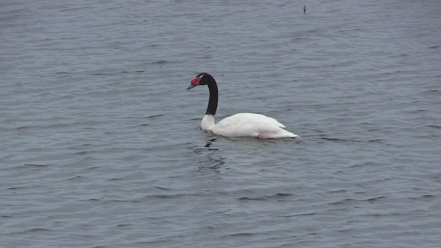 Black-necked Swan - ML447103051