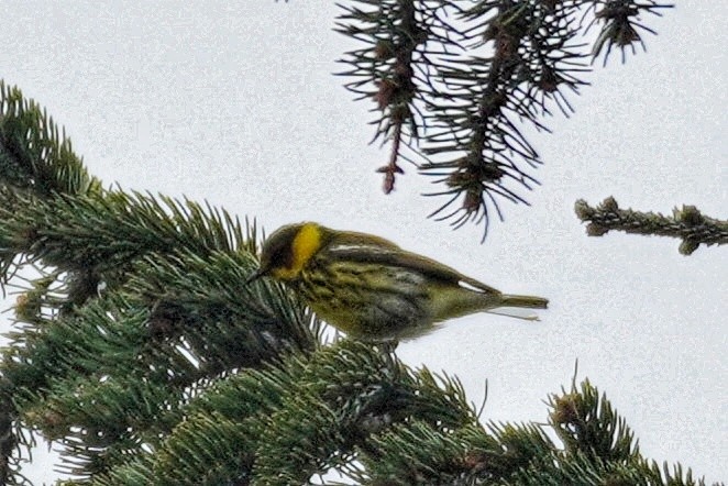 Cape May Warbler - ML447103941