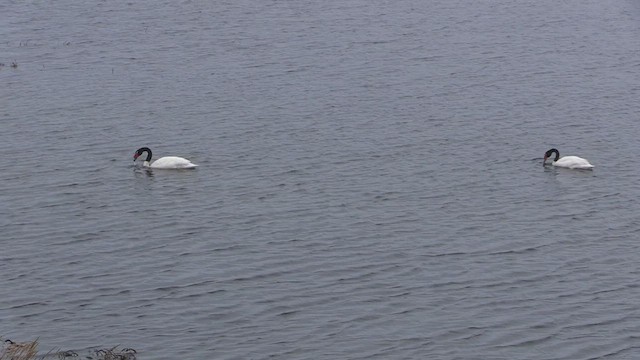 Black-necked Swan - ML447104651