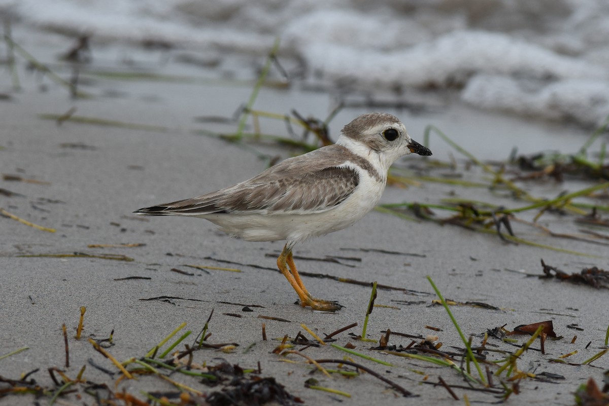 Piping Plover - Mike Charest