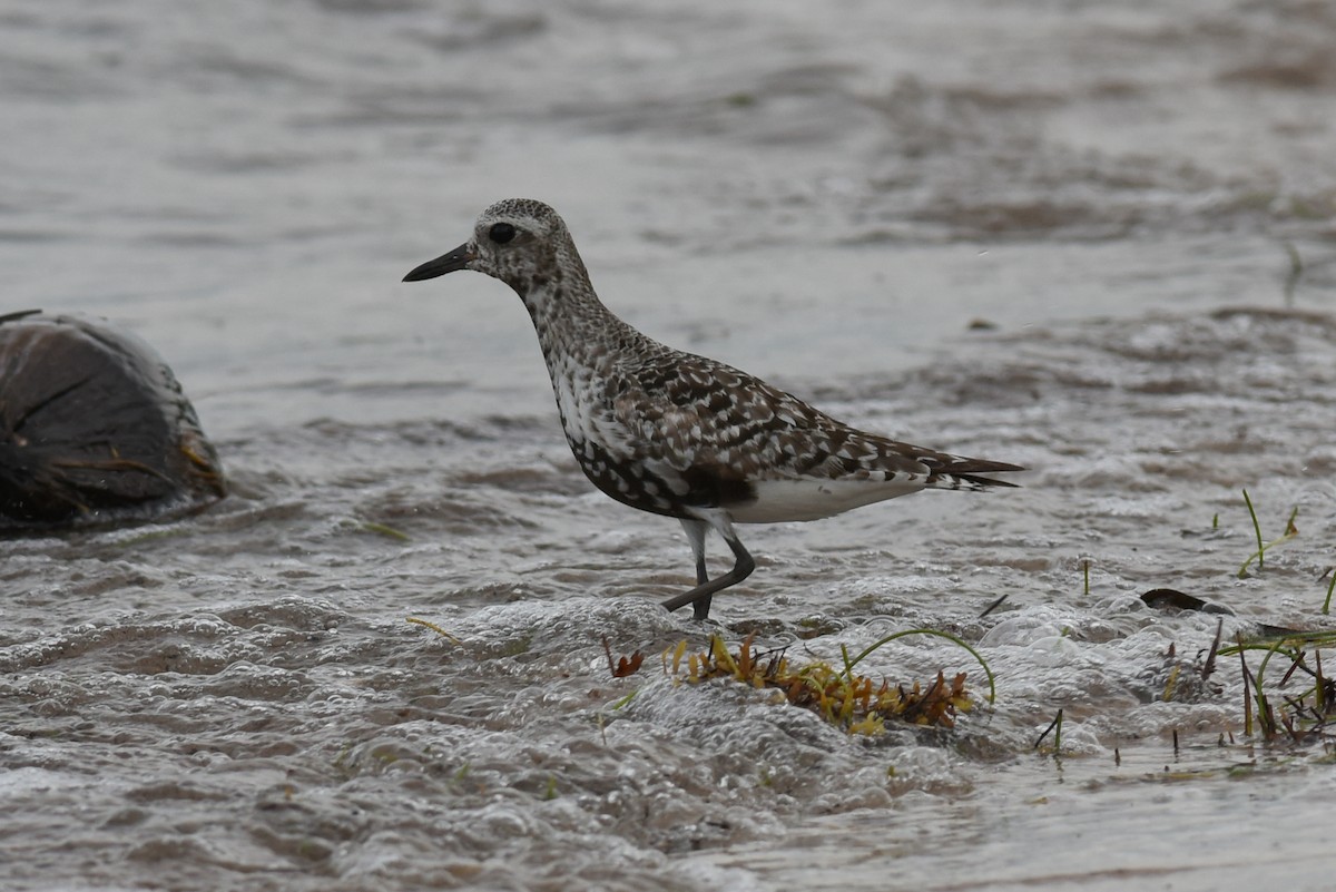 Black-bellied Plover - Mike Charest