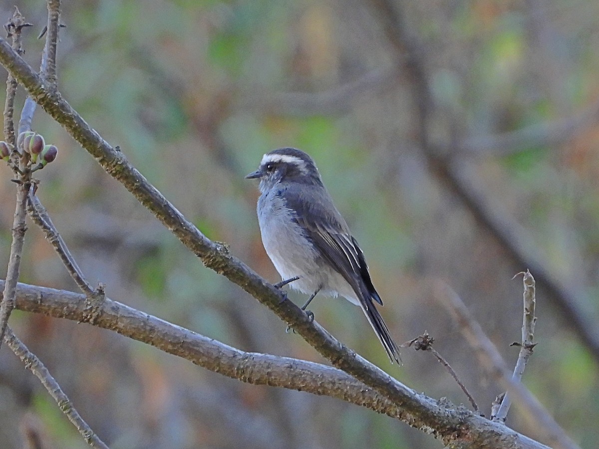 White-browed Chat-Tyrant - ML447108101