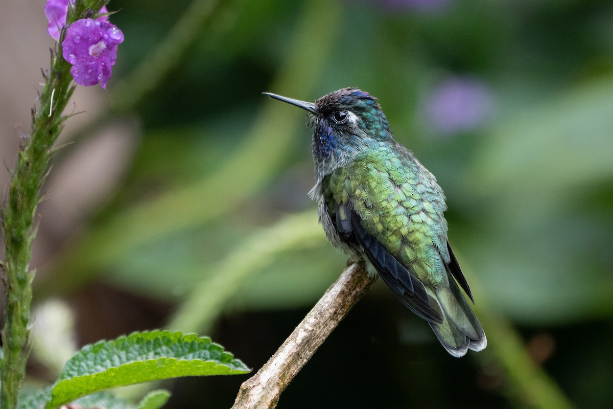 Violet-headed Hummingbird - ML447108541