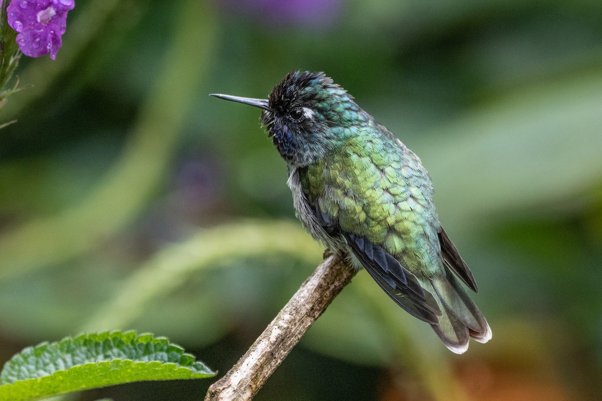 Violet-headed Hummingbird - ML447108551