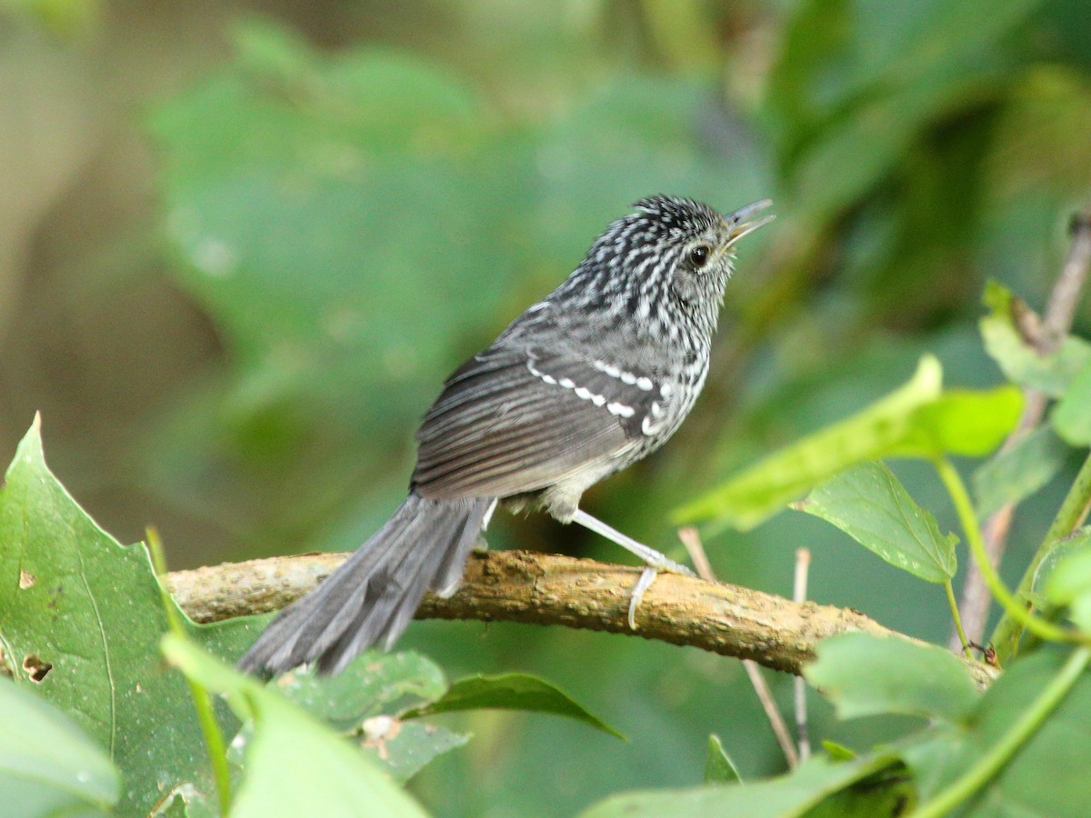 Dusky-tailed Antbird - ML447110361