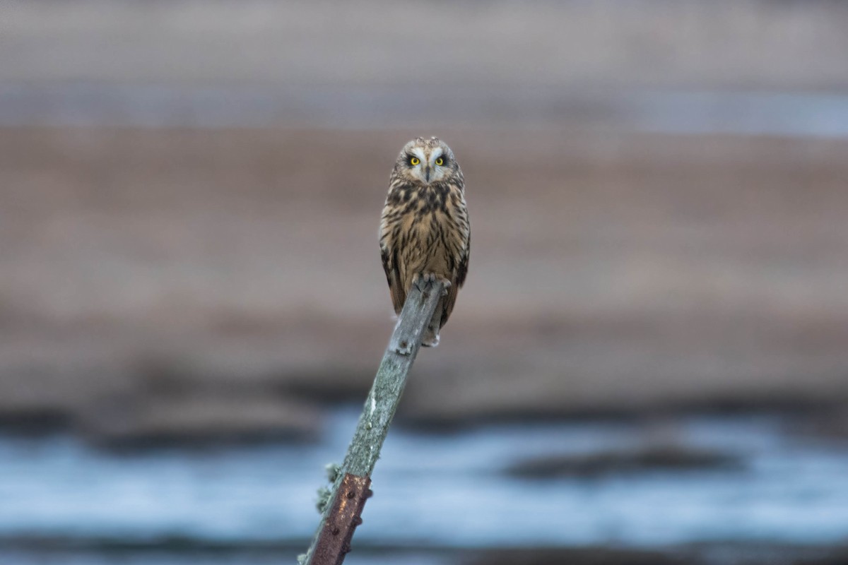 Short-eared Owl - Joshua Little