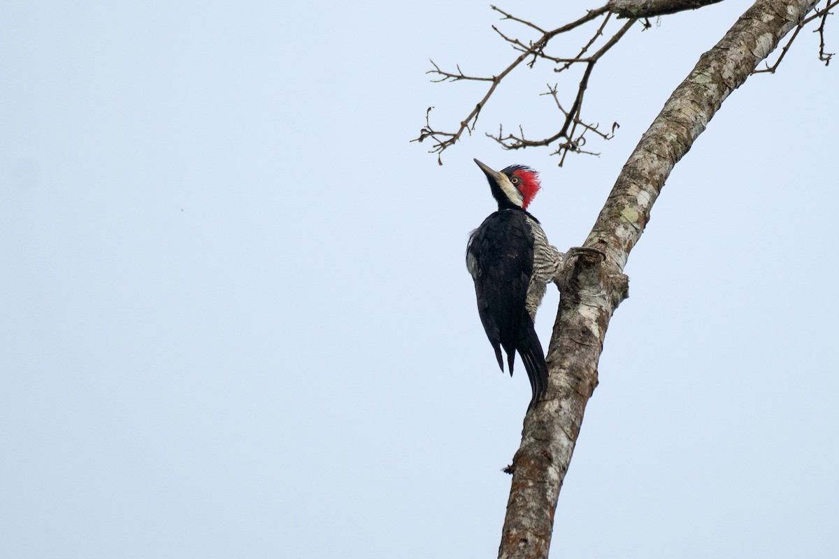 Crimson-crested Woodpecker - ML447121711