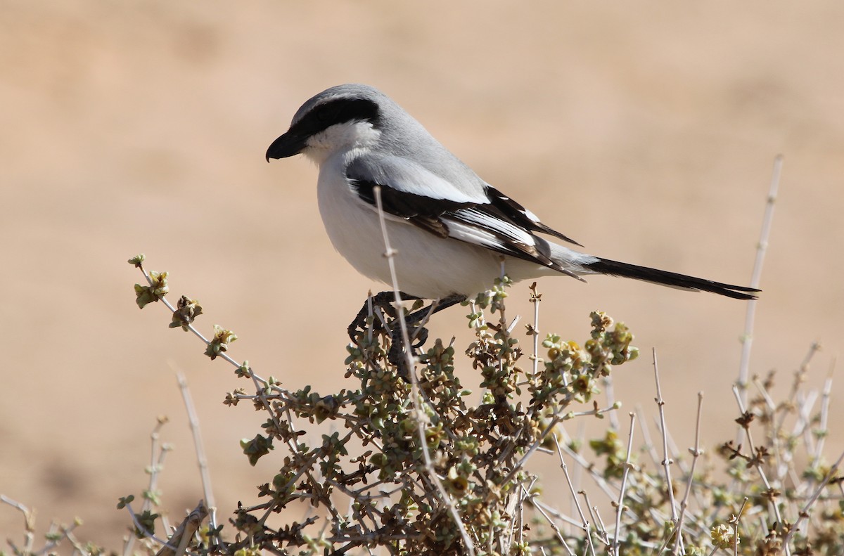 Great Gray Shrike (Sahara) - ML44712331