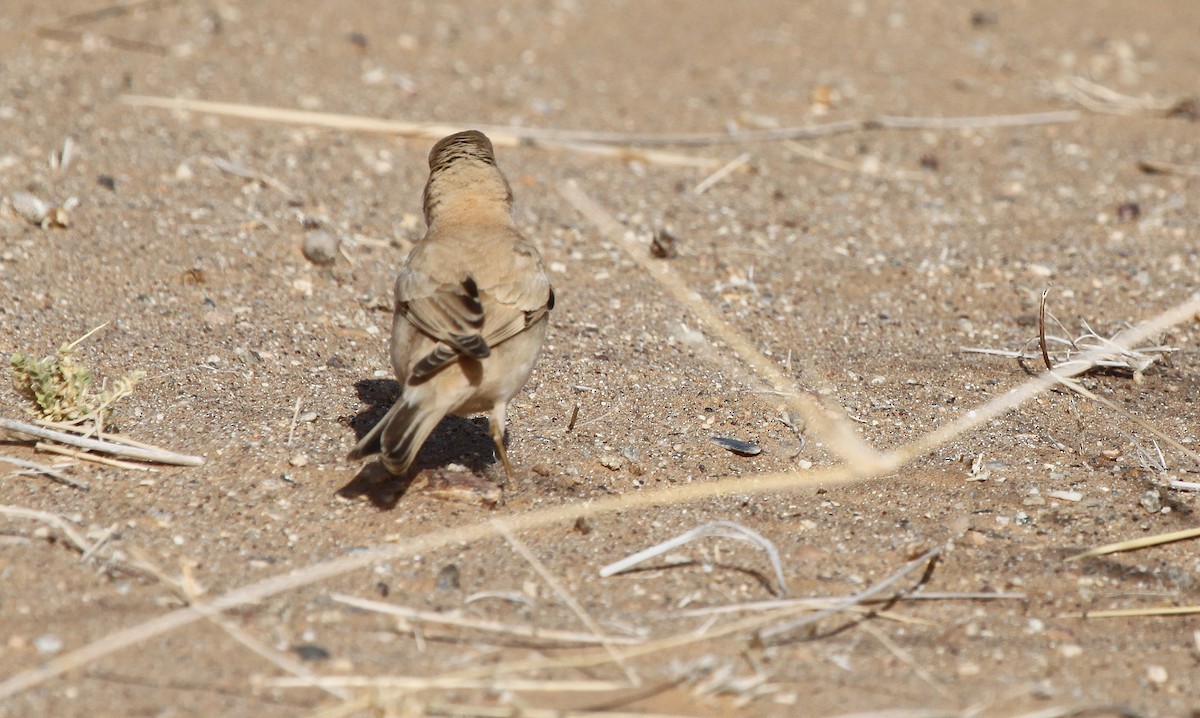 Desert Sparrow - ML44712361