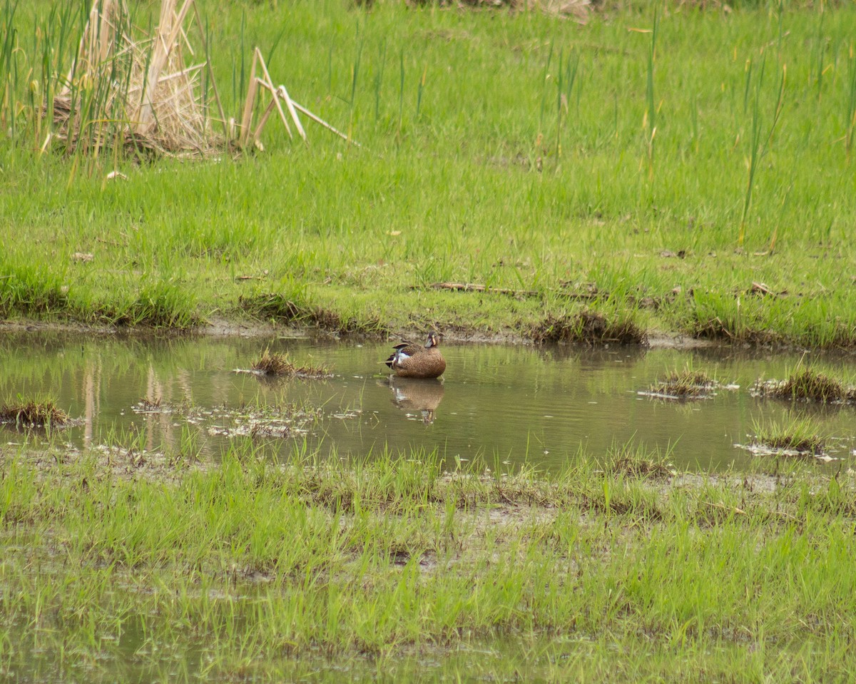 Blue-winged Teal - ML447123651