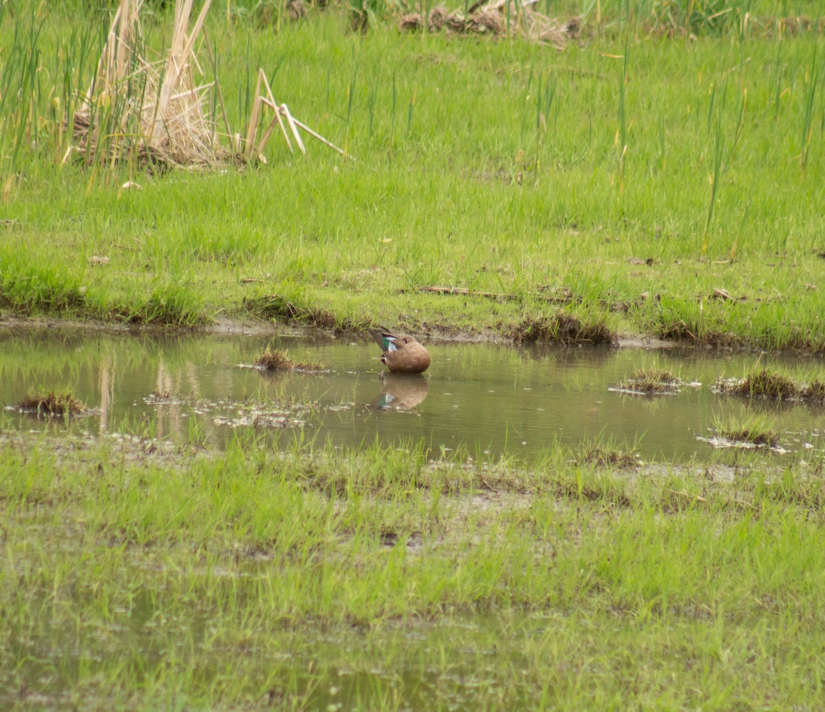 Blue-winged Teal - Kyle Bailey