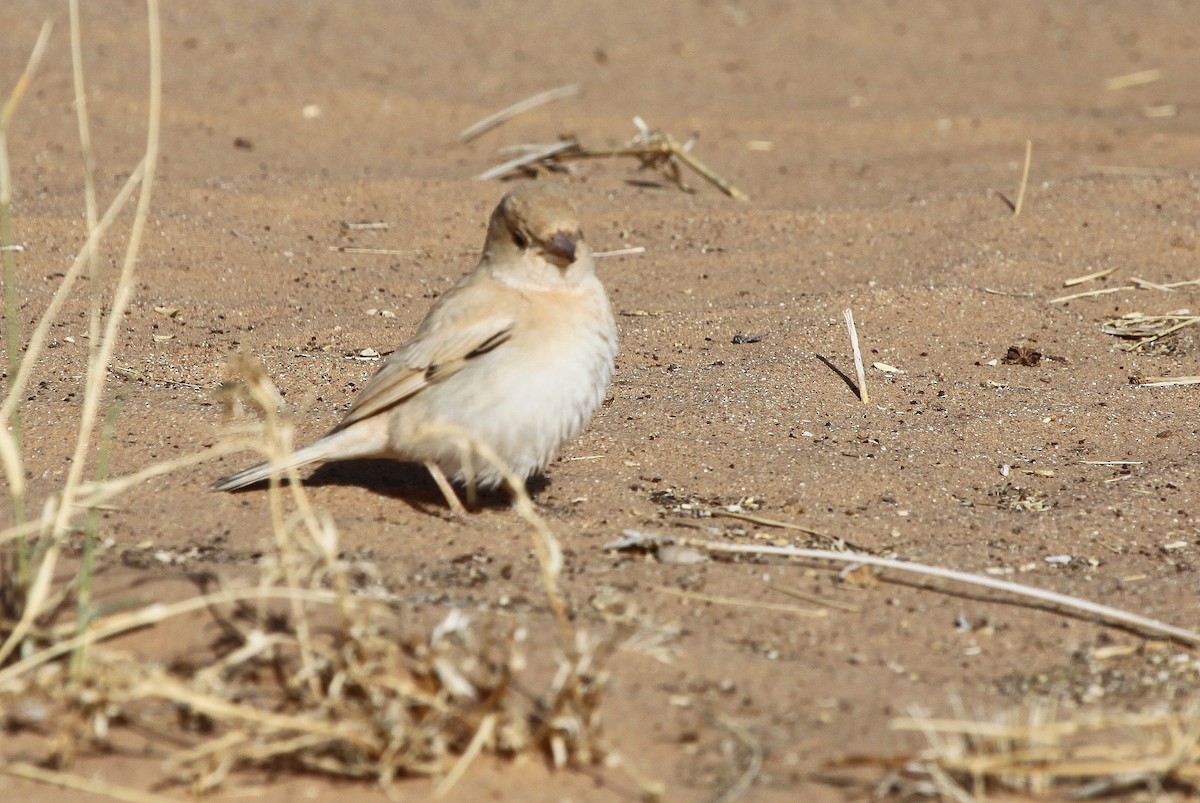Desert Sparrow - ML44712391