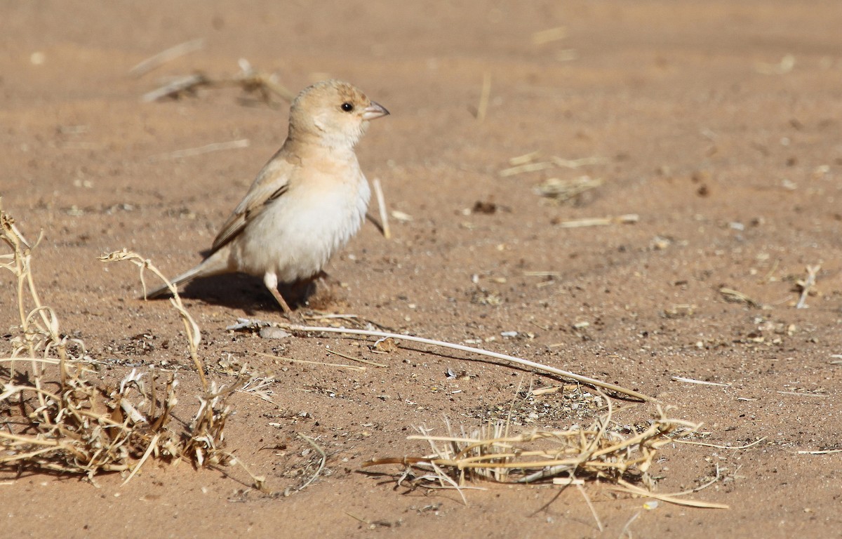 Desert Sparrow - ML44712561