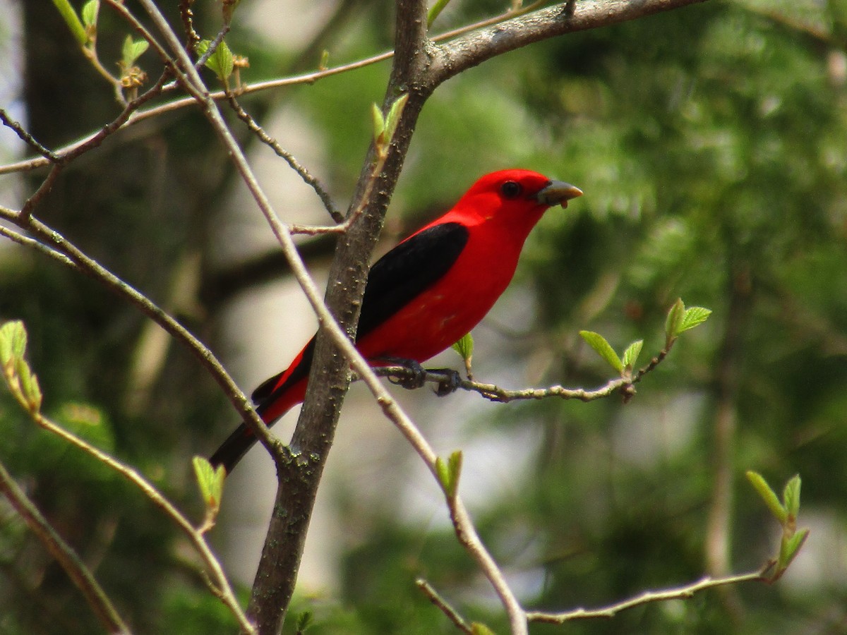 Scarlet Tanager - ML447126291