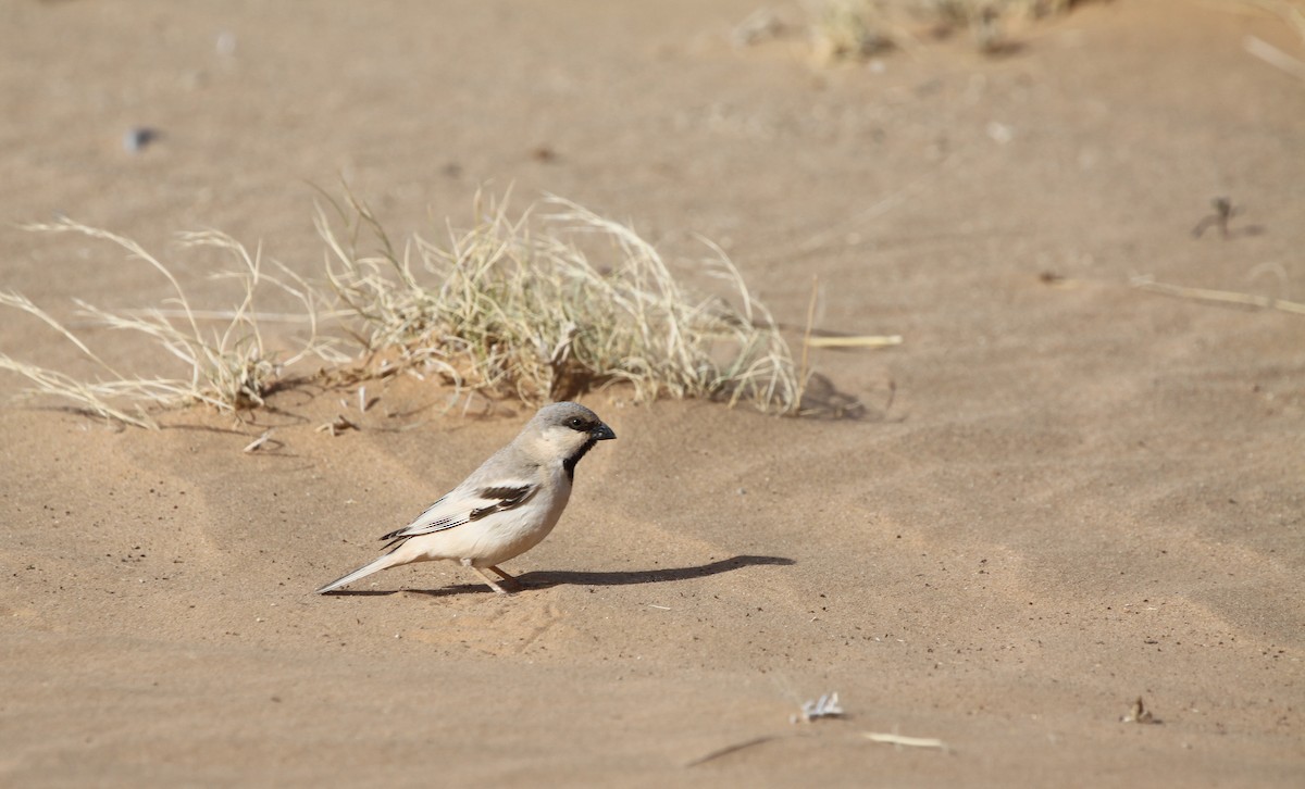 Desert Sparrow - Alexander Lees