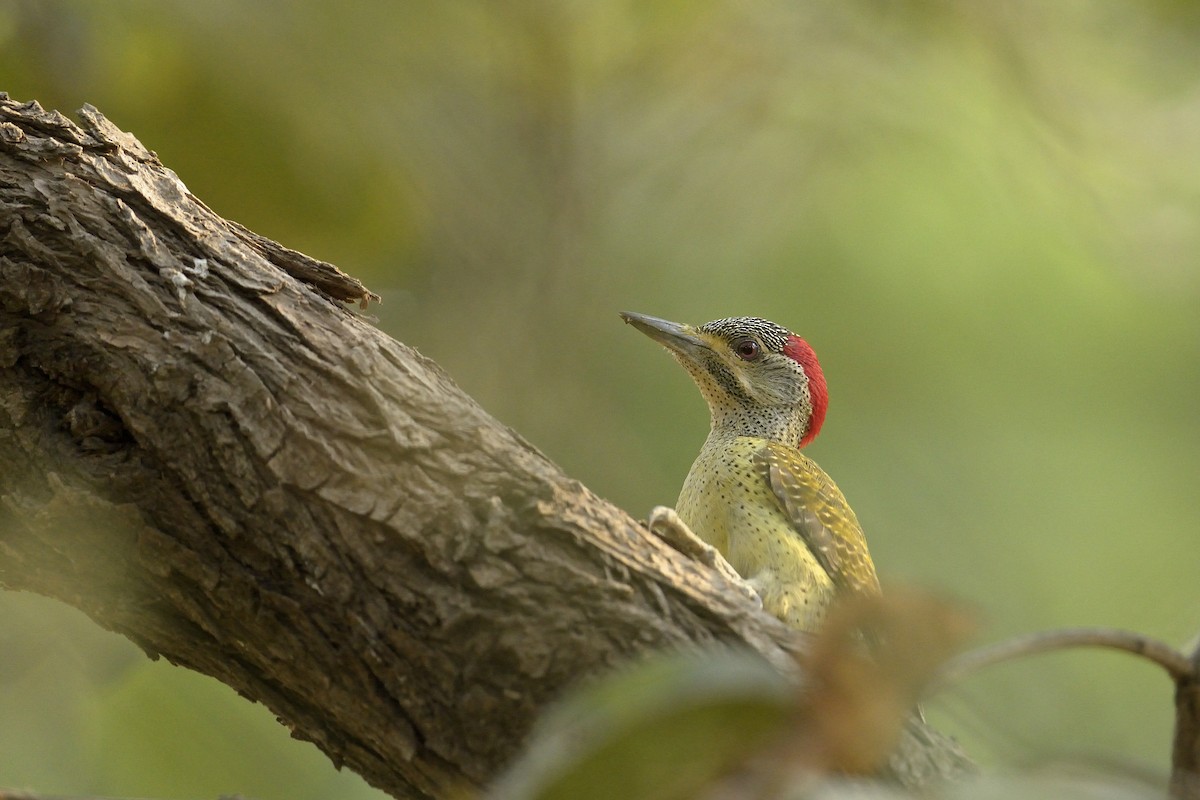 Fine-spotted Woodpecker - Paul Maury