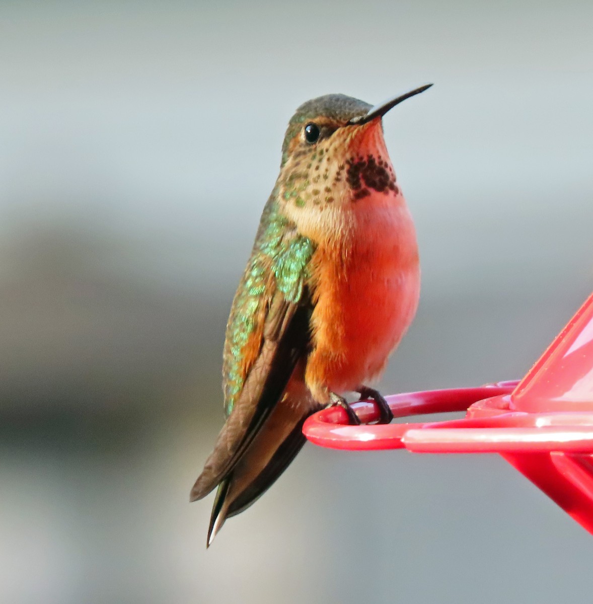 Rufous Hummingbird - Jim Scott