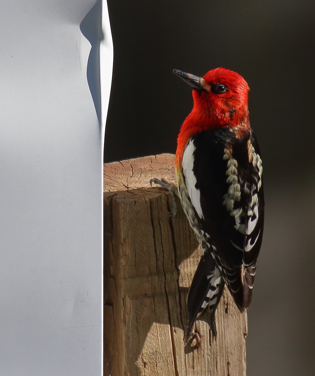 Red-breasted Sapsucker - ML447154561