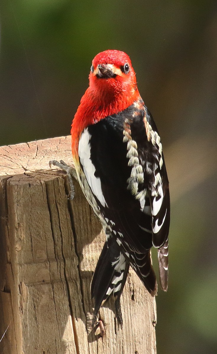 Red-breasted Sapsucker - ML447154571