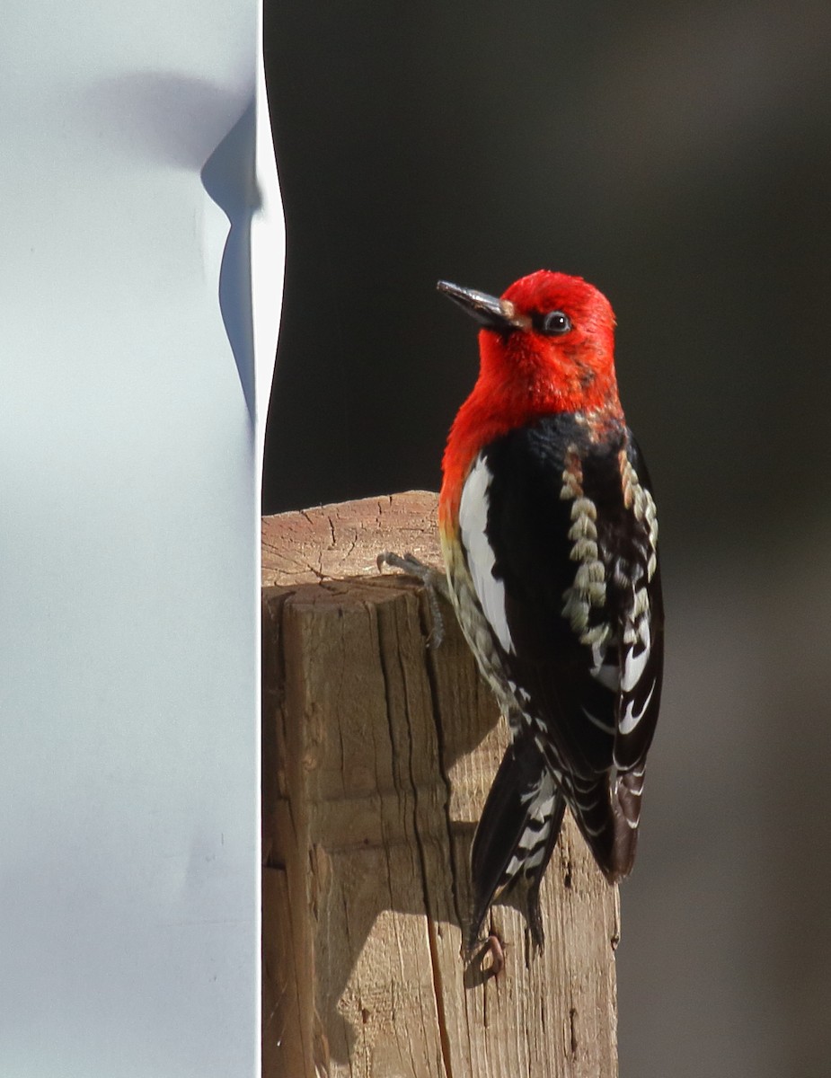 Red-breasted Sapsucker - ML447154591