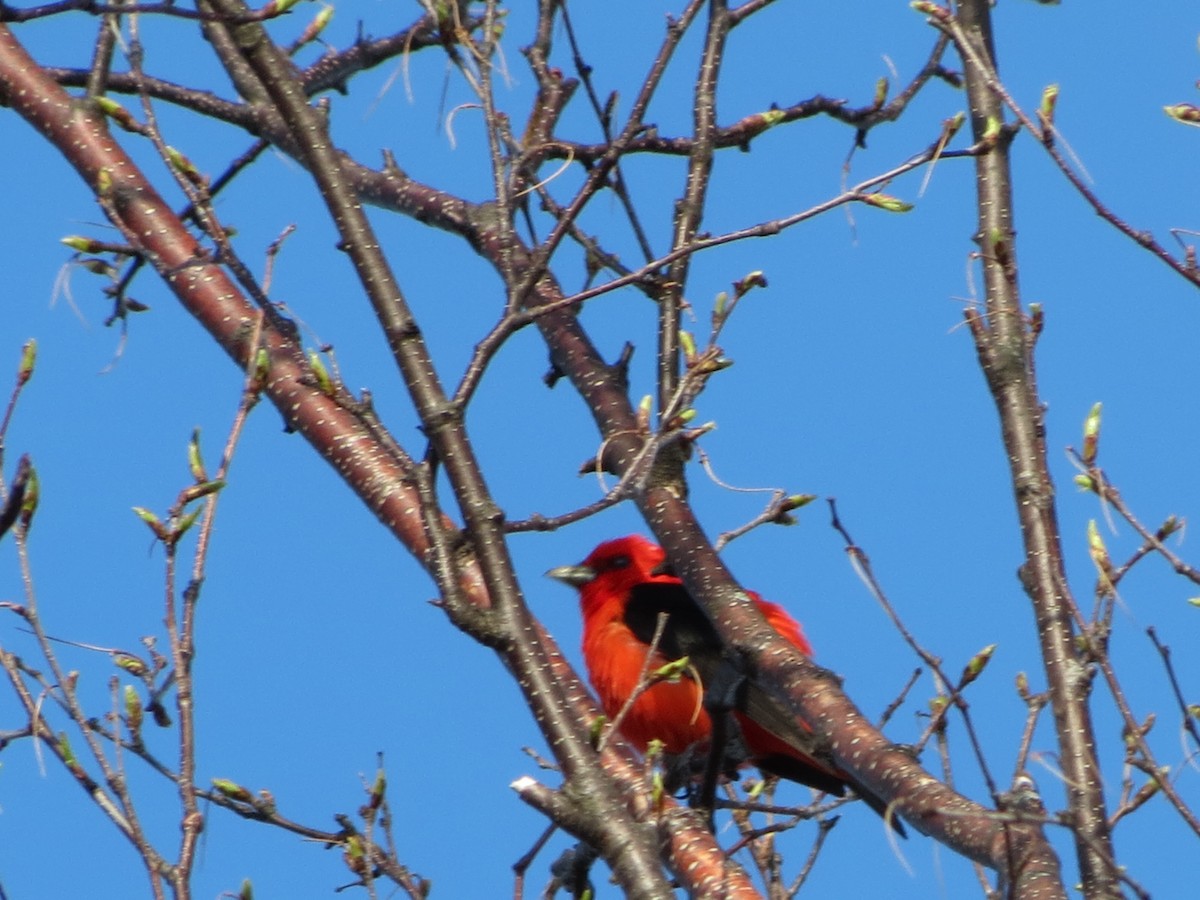 Scarlet Tanager - ML447155161