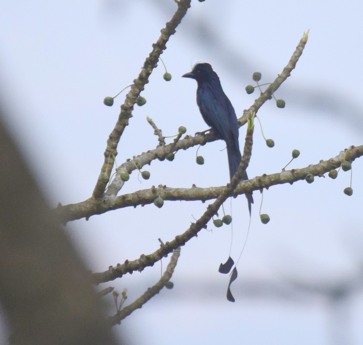 Greater Racket-tailed Drongo - ML447155361