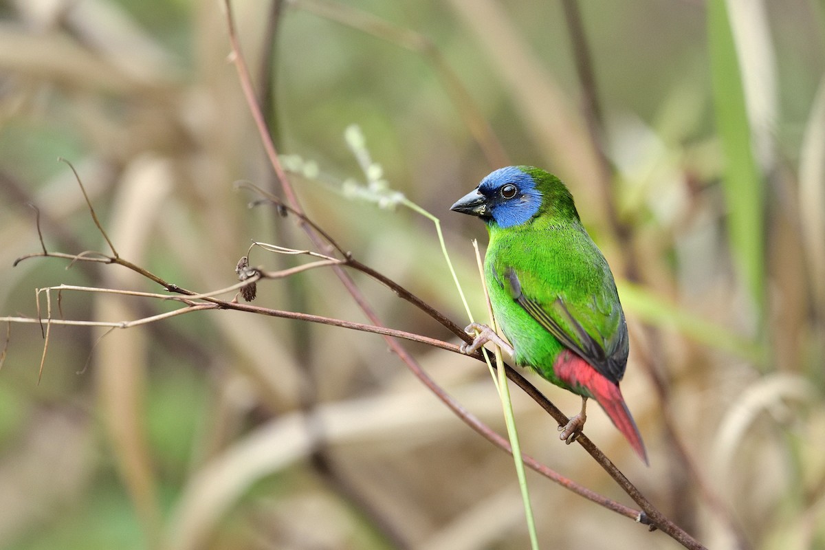 Blue-faced Parrotfinch - ML447156841