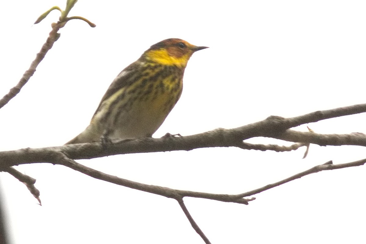 Cape May Warbler - ML447156971