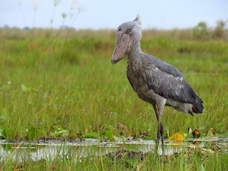  - Shoebill